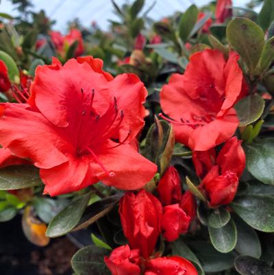 Azalea 'Girards Crimson'