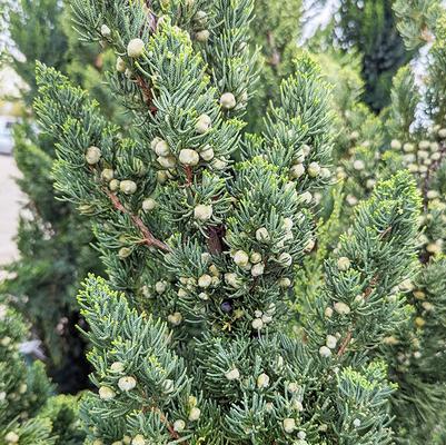 Juniperus chinensis Robusta Green