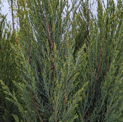 Juniperus Blue Arrow