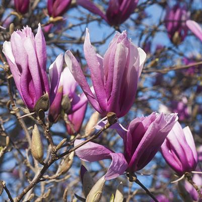 Magnolia liliflora 'Betty'