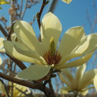 Magnolia X Butterflies