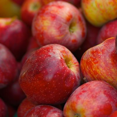 Malus 'Braeburn'