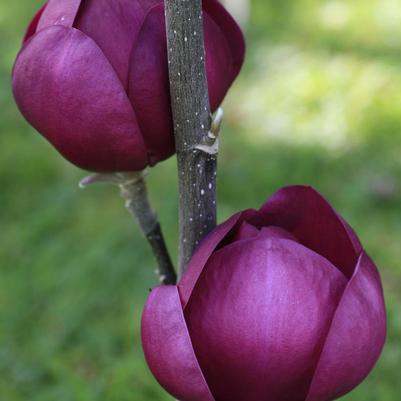 Magnolia Black Tulip