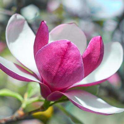 Magnolia March Till Frost