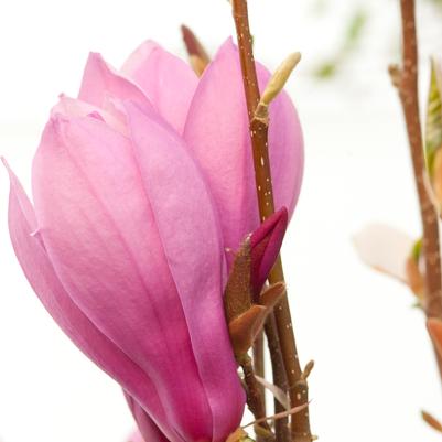 Magnolia liliflora 'Ann'