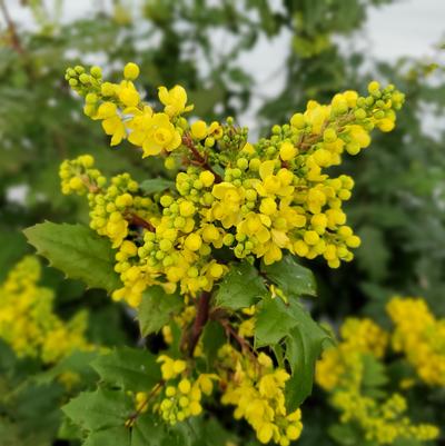 Mahonia aquifolia 