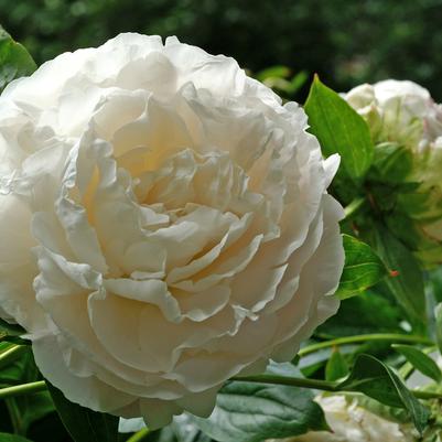 Paeonia lactifolia Shirley Temple