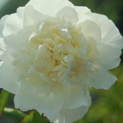 Paeonia Duchesse De Nemours