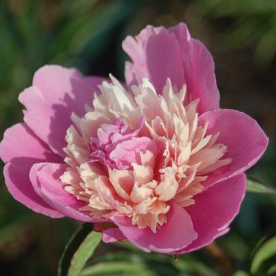 Paeonia latifolia 'Madame Emile Debatene'