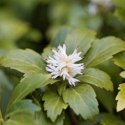 Pachysandra terminalis 