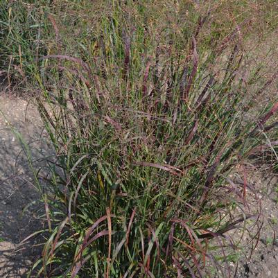 Panicum virgatum 'Red Flame'