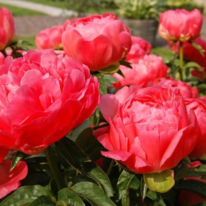 Paeonia latifolia 'Coral Sunset'