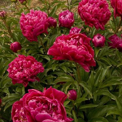 Paeonia Karl Rosenfield