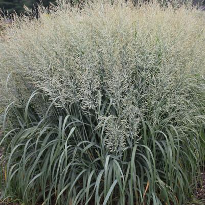 Panicum virgatum Prairie Winds® 'Niagara Falls'