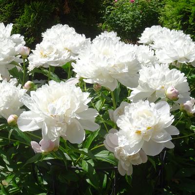 Paeonia lactiflora 'Gardenia'