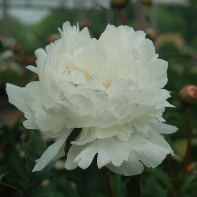 Paeonia Festiva Maxima