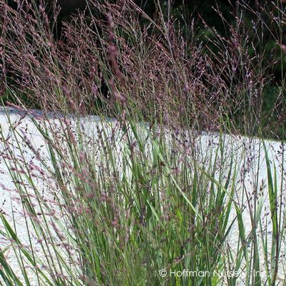 Panicum virgatum 'Purple Tears'