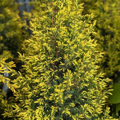 Juniperus communis Gold Cone