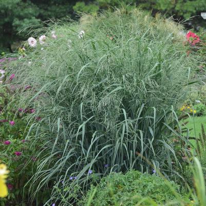 Panicum virgatum 'Blue Fountain'