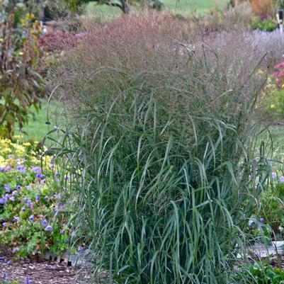 Panicum virgatum Prairie Winds® Apache Rose