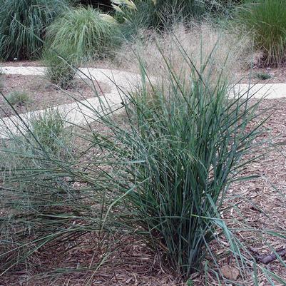 Panicum virgatum Prairie Sky