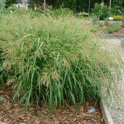 Panicum virgatum Cape Breeze