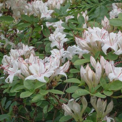 Rhododendron arborescens 