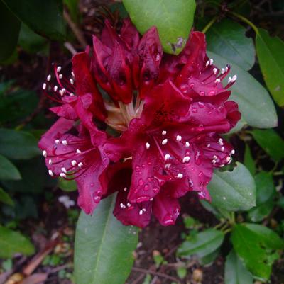 Rhododendron Dark Lord