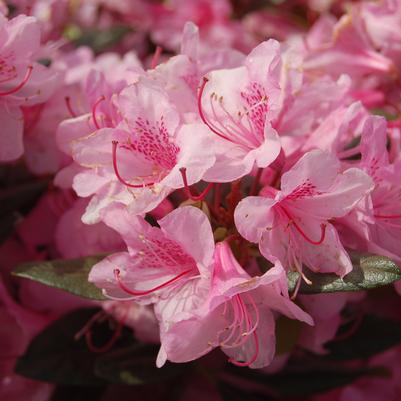 Rhododendron Aglo