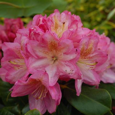 Rhododendron 'Scintillation'