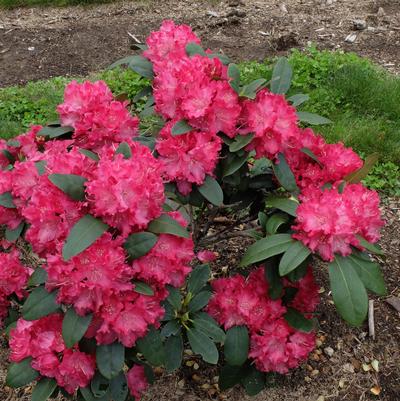 Rhododendron Holden's™ Red