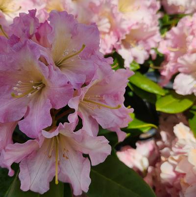 Rhododendron 'Hoopla'