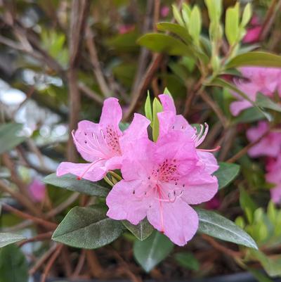 Rhododendron Olga Mezitt