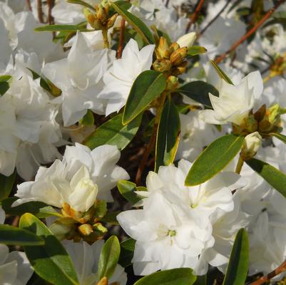 Rhododendron April Snow