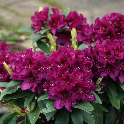 Rhododendron Polarnacht