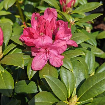 Rhododendron Holden's™ Pink