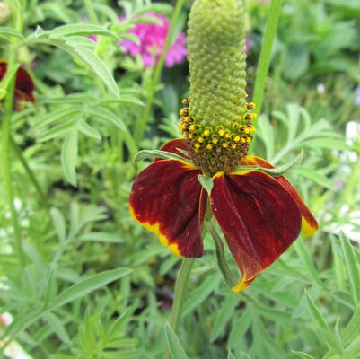 Ratibida columnifera Red Midget