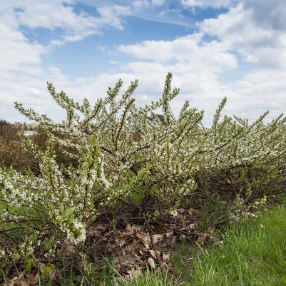 Prunus pumila 'Jade Parade'