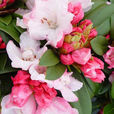 Rhododendron Mardi Gras