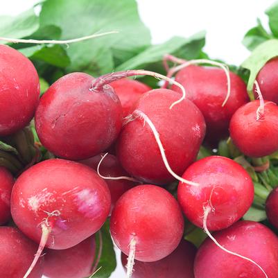 Radish 'Crunchy King'