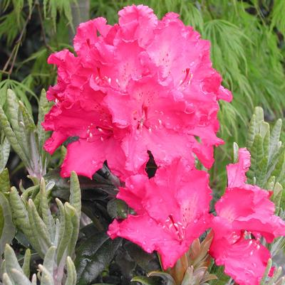 Rhododendron Haaga