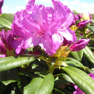 Rhododendron 'Purple Passion'