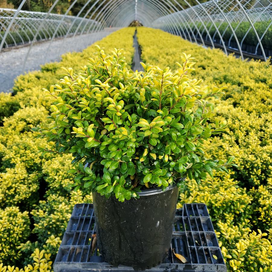 Ilex crenata Drops of Gold