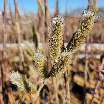 Salix gracilistyla 'Mt. Aso'