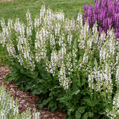 Salvia Color Spires® 'Snow Kiss'