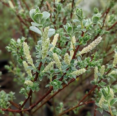 Salix Repens