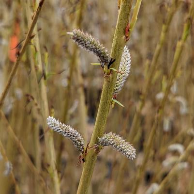 Salix koriyanagi 'Rubykins'