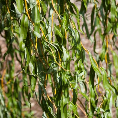 Salix matsudana 'Golden Curls'