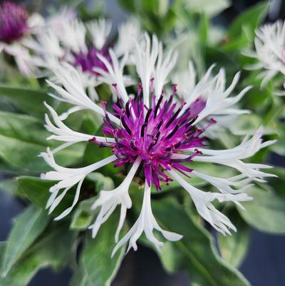 Centaurea Amethyst In Snow