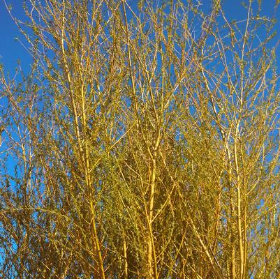 Salix niobe 